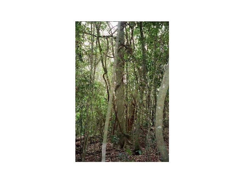 Lot 1 Beechmont Road, Beechmont QLD 4211