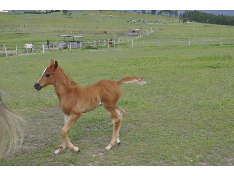 233 Boyland Road, Boyland QLD 4275