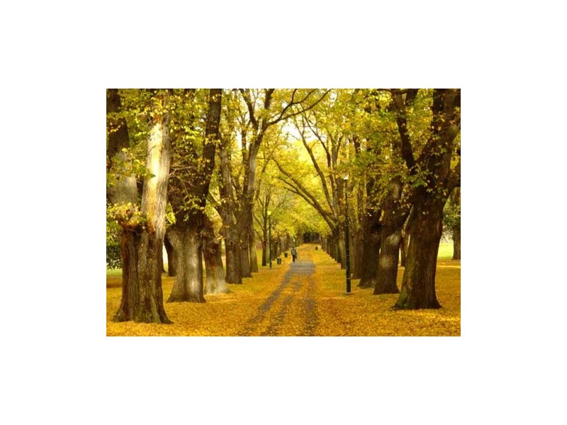 3/47 Murphy Street, South Yarra VIC 3141