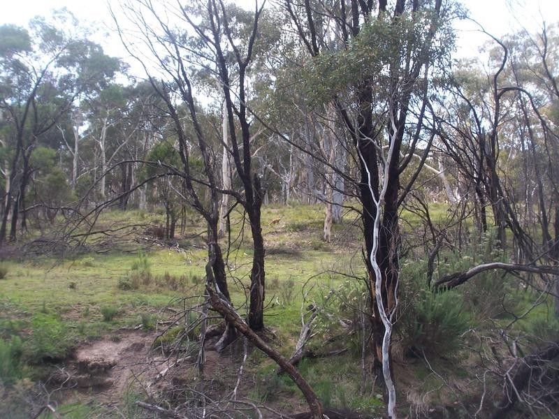 52 Wattle Place, Bungonia NSW 2580