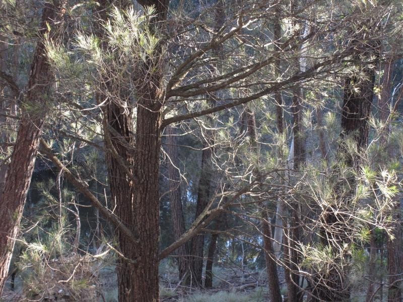 Lot 194-195,  248 McClellands Road, Goulburn NSW 2580