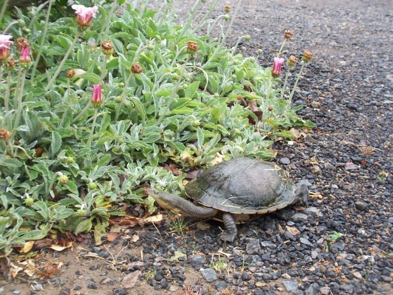 33 Run O Waters Drive, Goulburn NSW 2580