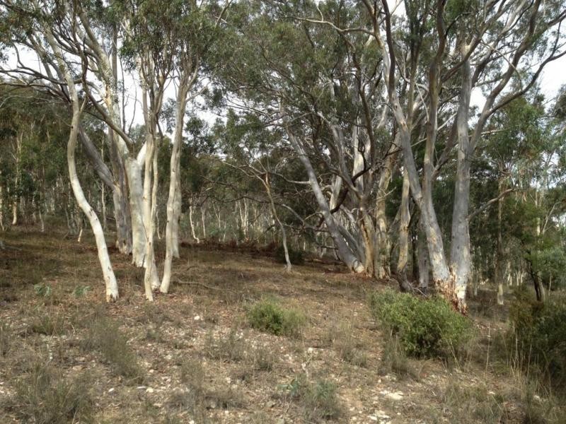 Lot 4, 98-108 Gorman Road, Goulburn NSW 2580