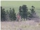 Lot 8, 235 Gurrundah Road, Goulburn NSW 2580
