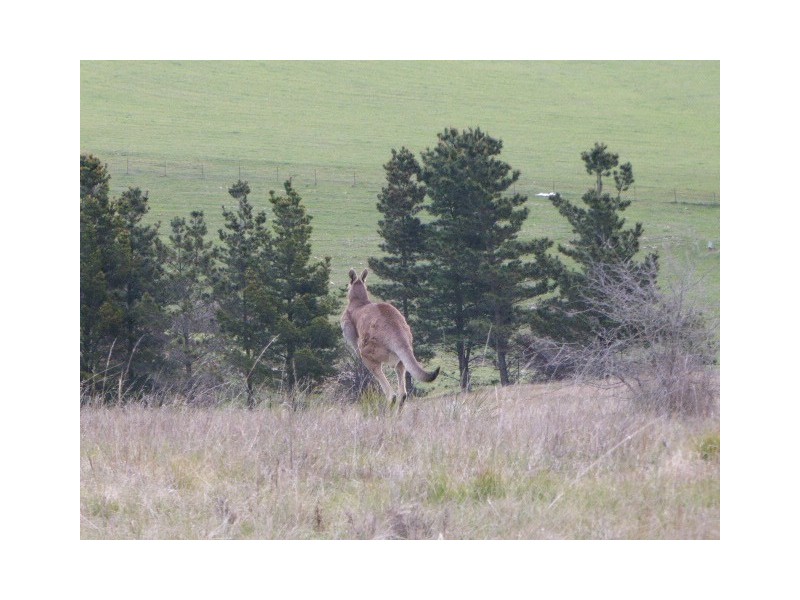 Lot 8, 235 Gurrundah Road, Goulburn NSW 2580