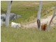 398 Forest Siding Road, Goulburn NSW 2580