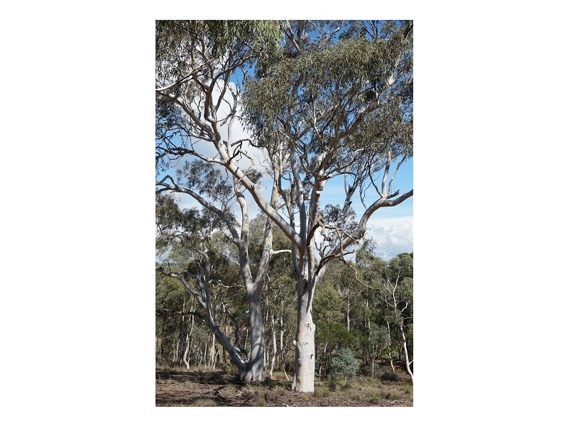 524 Mount Baw Baw Road, Goulburn NSW 2580