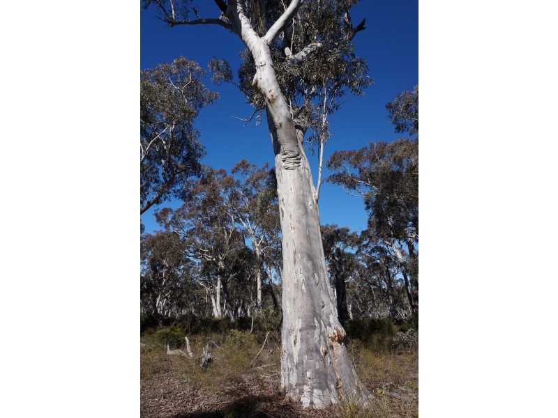 180 Nerrimunga Creek Road, Windellama NSW 2580