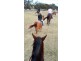 508 Dewsberry’s Lane, Lake Bathurst, via, Goulburn NSW 2580