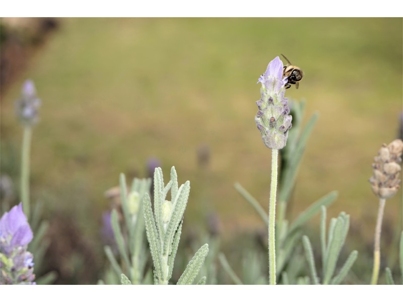 37 Hume Street, Goulburn NSW 2580