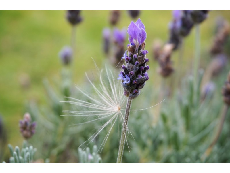 37 Hume Street, Goulburn NSW 2580