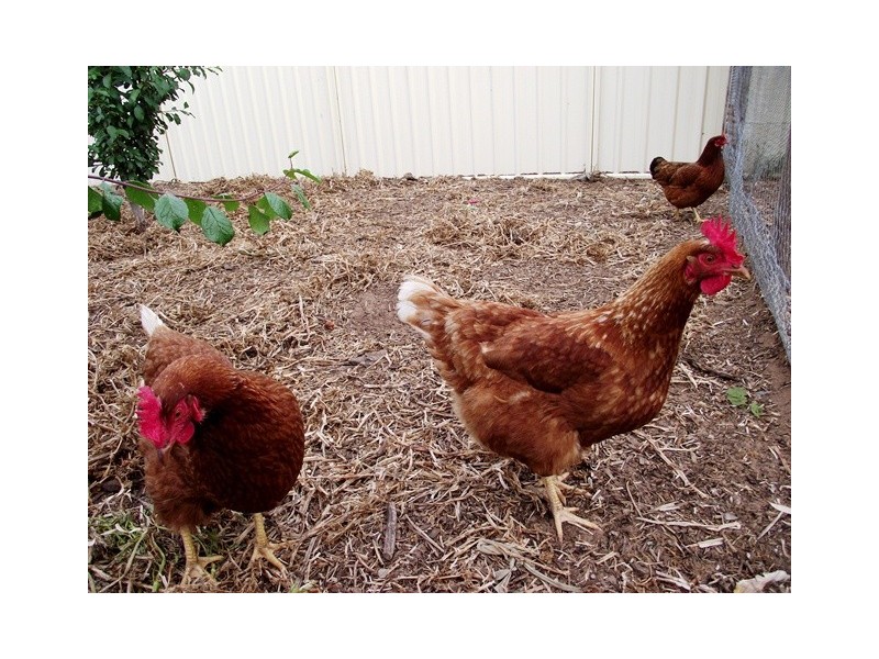 Lot 13, 13 Parawa Road, Torrens Vale SA 5203