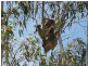 Lot 3, 9 Jervois Road, Yankalilla SA 5203