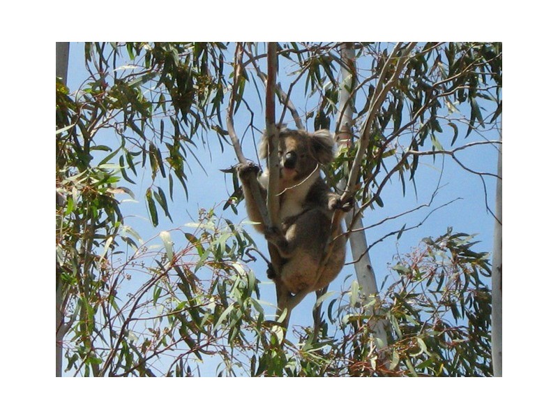 Lot 3, 9 Jervois Road, Yankalilla SA 5203