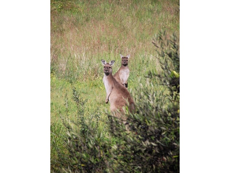 Lot 6, 16 Ulonga Court, Normanville SA 5204