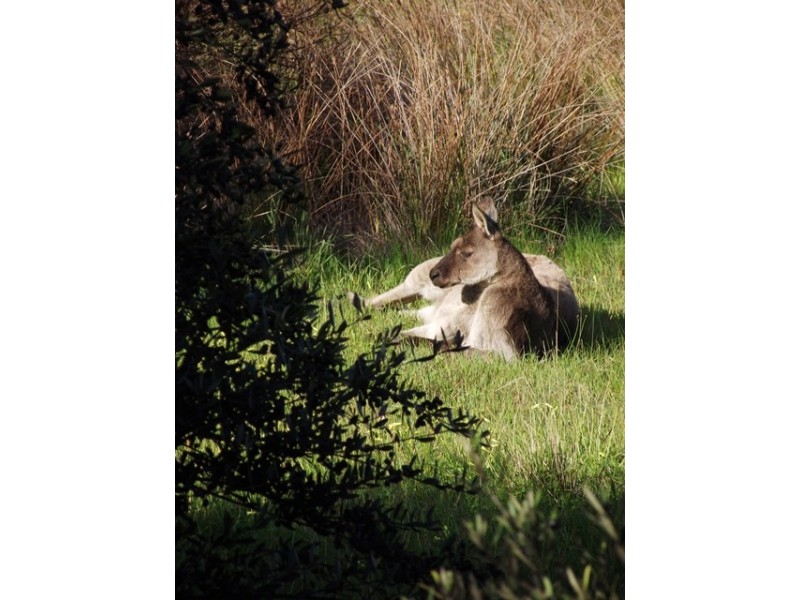 Lot 6, 16 Ulonga Court, Normanville SA 5204