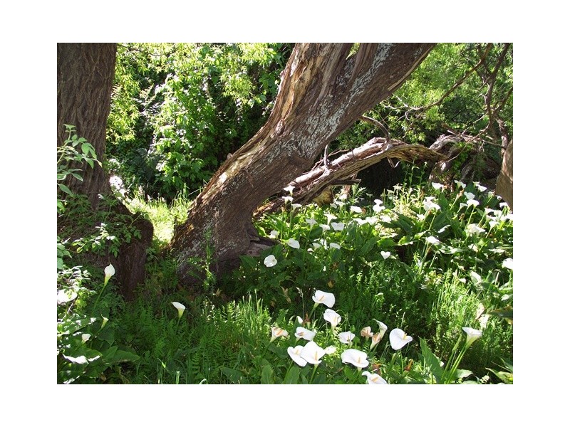 Lot 101, 73 Yoho Road, Delamere SA 5204