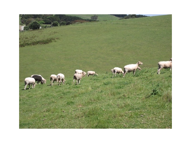 Lot 101, 73 Yoho Rd, Delamere SA 5204