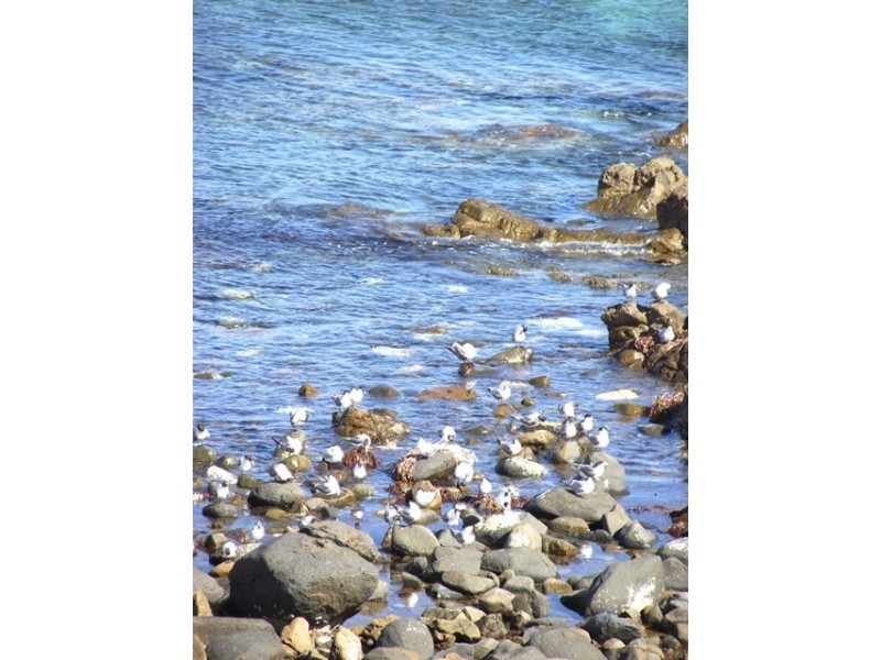 Lot 158, 1 Davey Road, Carrickalinga SA 5204
