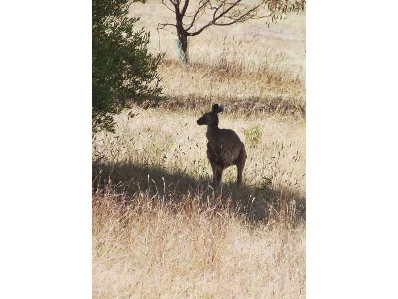 Lot 1, Lot 1 George Drive, Yankalilla SA 5203