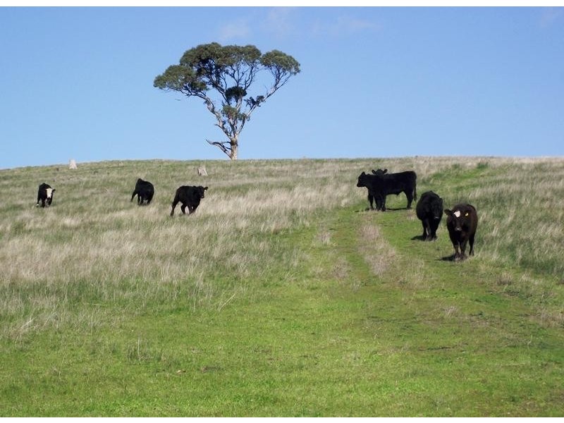 Lot Lot 51,  Bullaparinga Cres, Delamere SA 5204