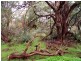 20 Forktree Road, Myponga SA 5202