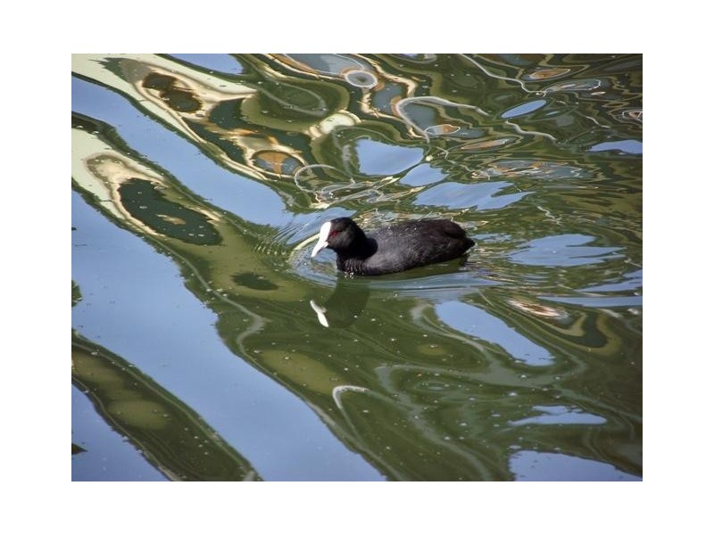 Villa 60/107 Main South Road, Normanville SA 5204