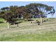 51 Bullaparinga Crescent, Delamere SA 5204