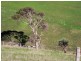 51 Bullaparinga Crescent, Delamere SA 5204