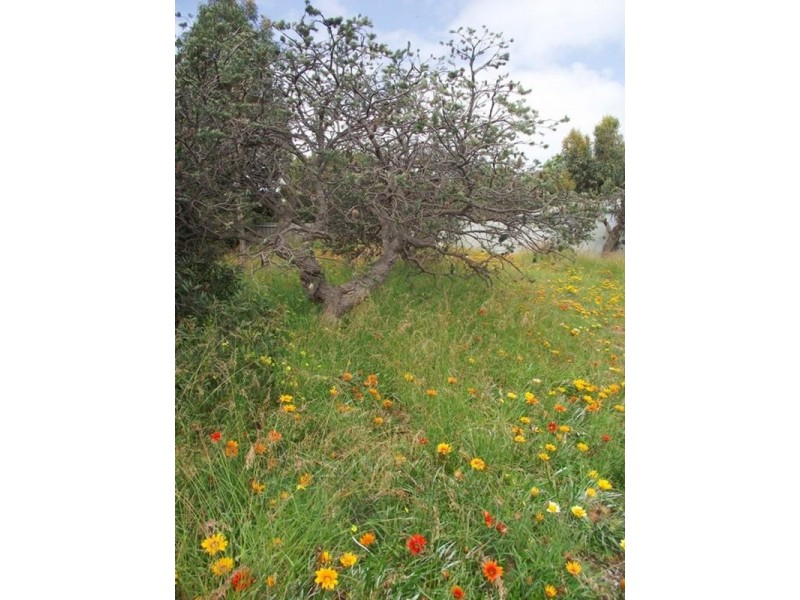 3/15 Edmund Street, Normanville SA 5204