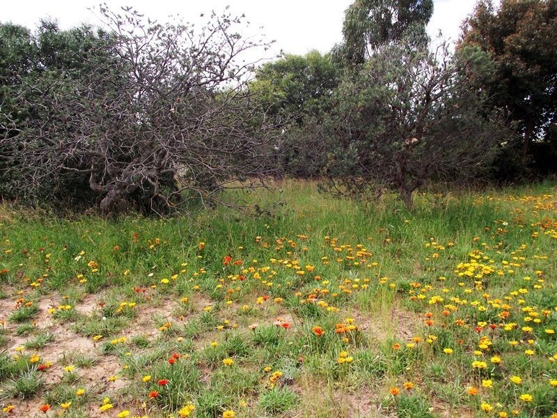 3/15 Edmund Street, Normanville SA 5204