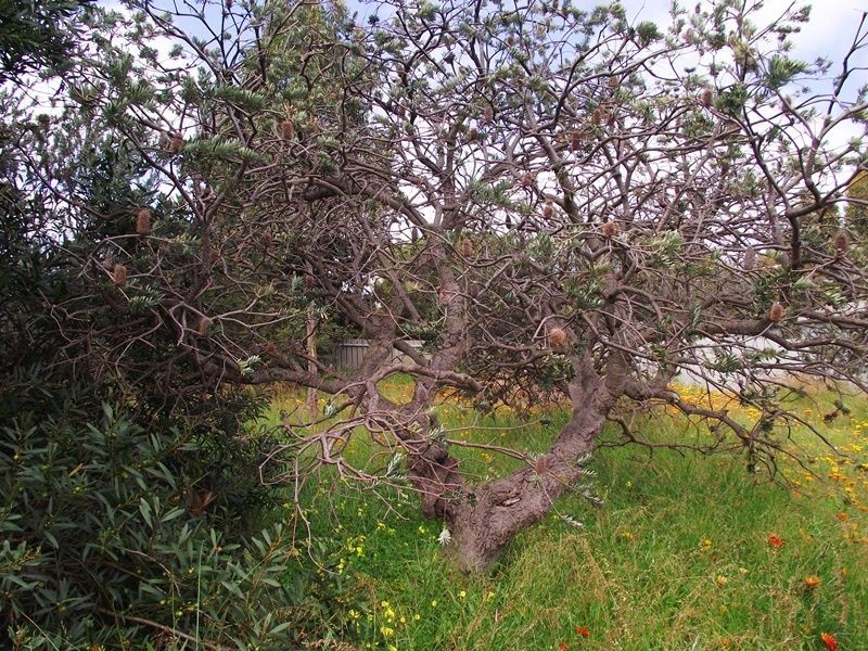 3/15 Edmund Street, Normanville SA 5204