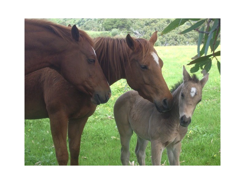 12 Carrickalinga Rd, Carrickalinga SA 5204