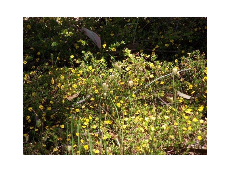 Lot 1, Lot 1 Tunk Head Road, Tunkalilla SA 5203