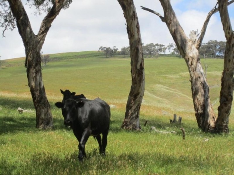 Lot 101 Blacker Road, Torrens Vale SA 5203