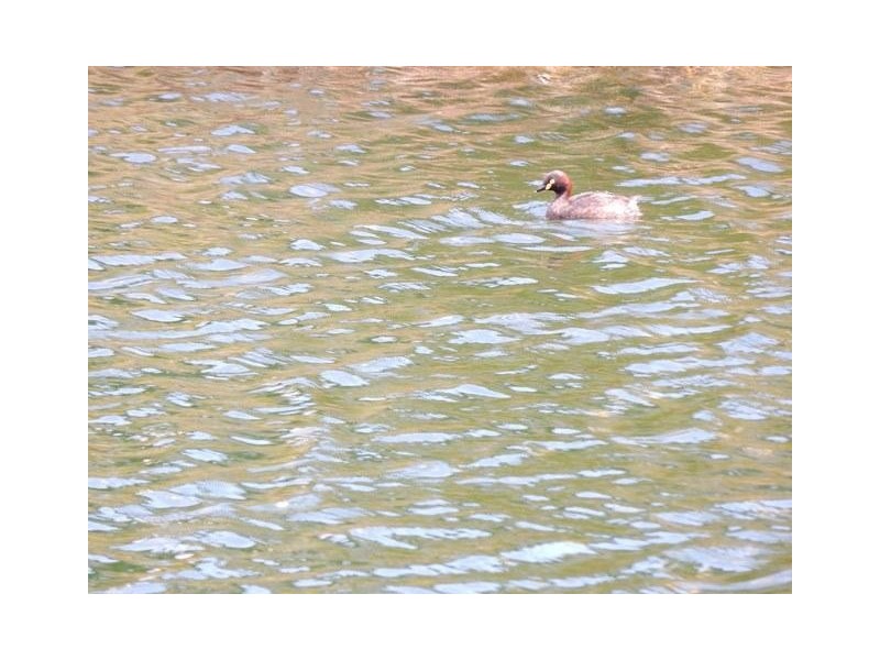 Villa 8 Main South Road, Normanville SA 5204