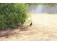 Lot 20, 39 James Street, Cape Jervis SA 5204
