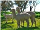 Lot 149, 51 Marion Road, Yankalilla SA 5203