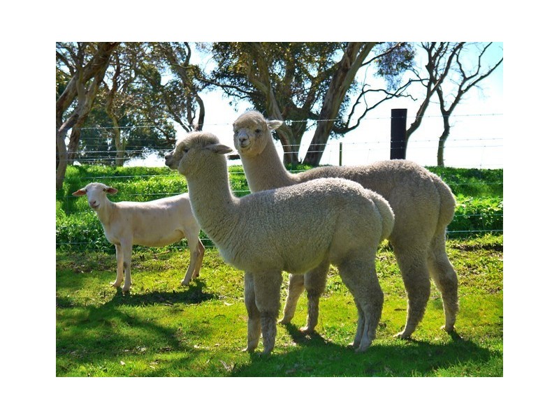 Lot 149, 51 Marion Road, Yankalilla SA 5203