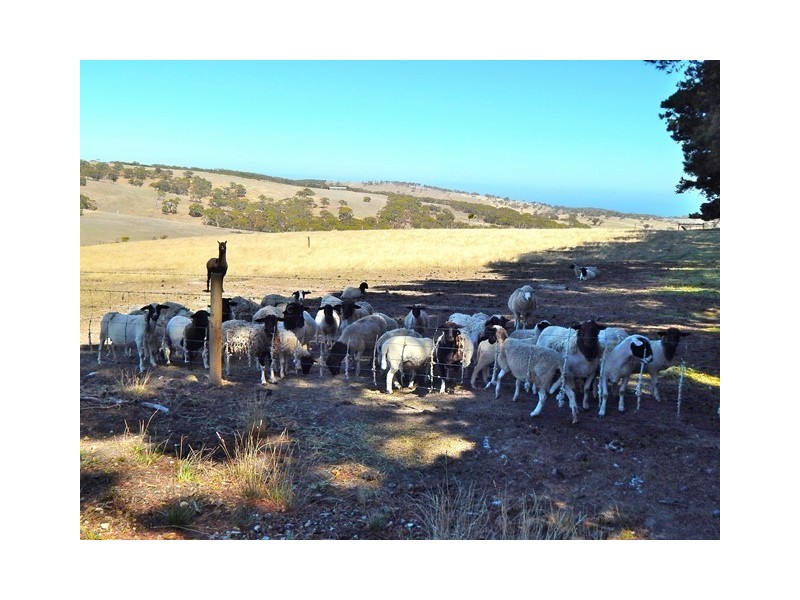 8864 Main South Road, Cape Jervis SA 5204