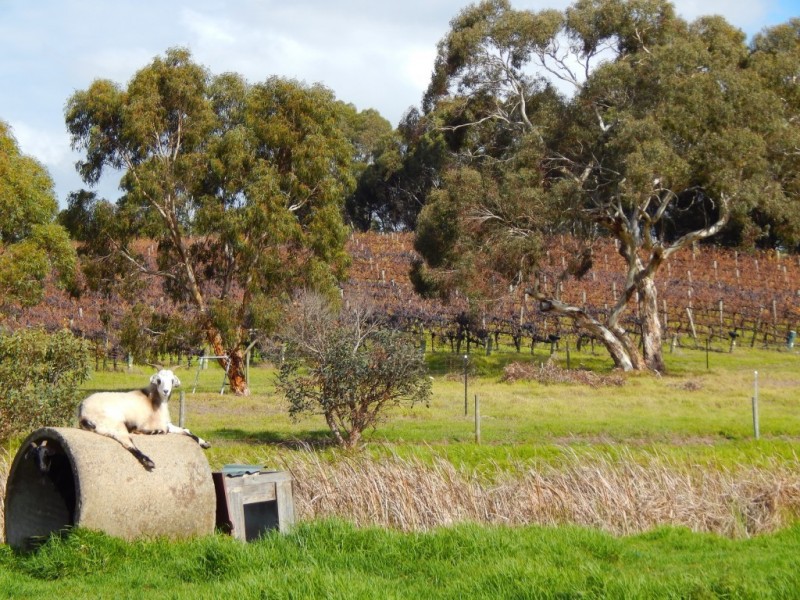 963 Cleland Gully Road, Tooperang SA 5255