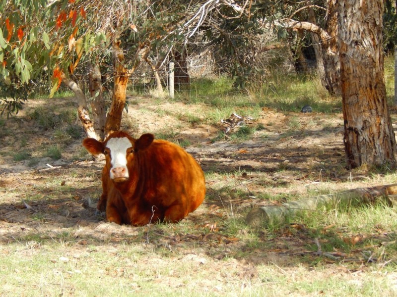 963 Cleland Gully Rd, Tooperang SA 5255