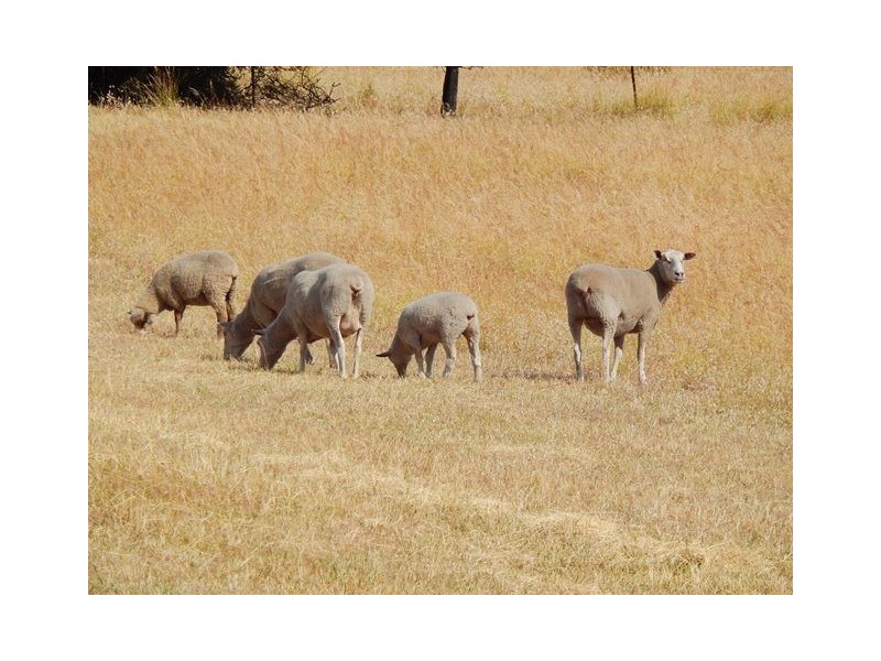 Lot 110, 13 Henry Ct, Normanville SA 5204