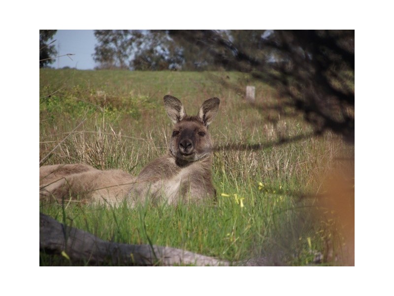 Lot 6 Ulonga Court, Normanville SA 5204