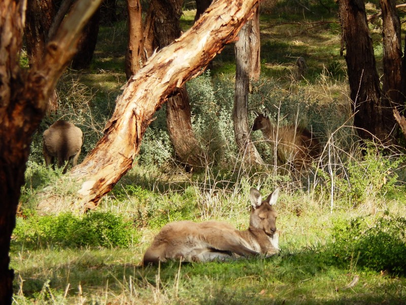 Lot 12, 174 Paradise Drive, Wirrina Cove SA 5204