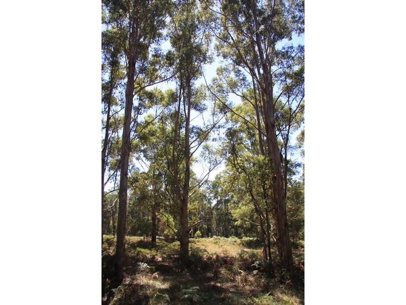 Lot 1259,  Walter Pierce, Denmark WA 6333