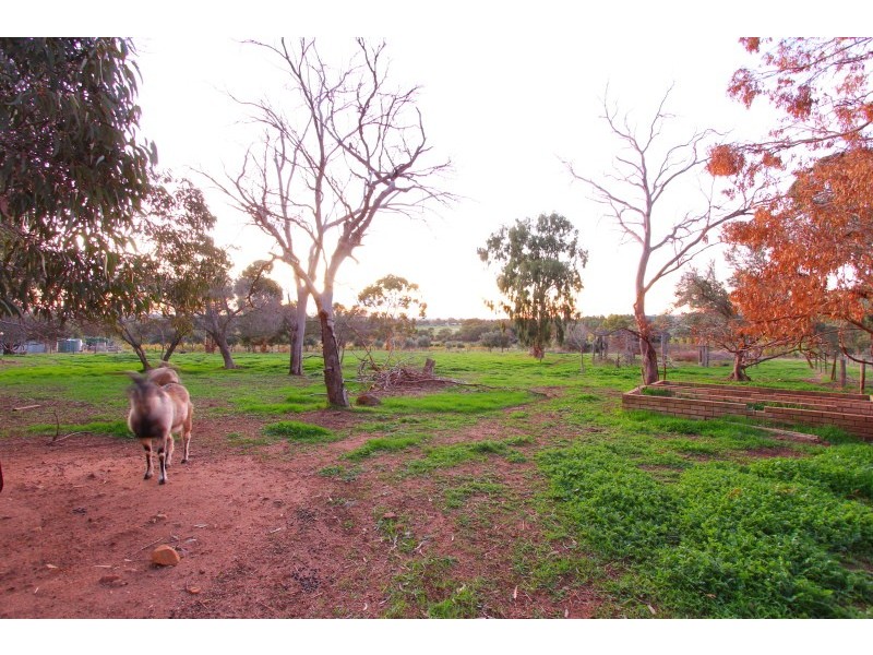 57 Neuman Road, Herne Hill WA 6056