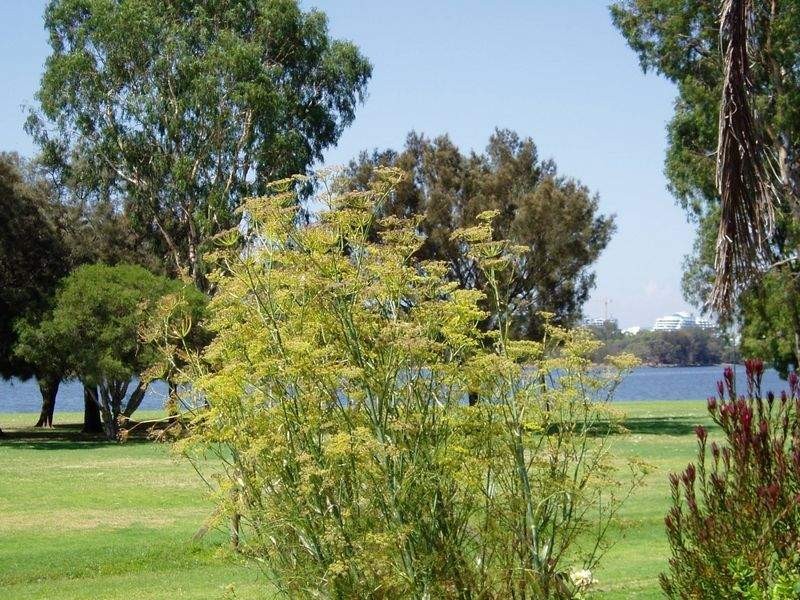 Unit 41/6 Manning Terrace, South Perth WA 6151