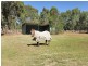 131 Comic Court Circuit, Darling Downs WA 6122