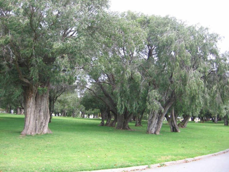 63A Birdwood Circus, Bicton WA 6157